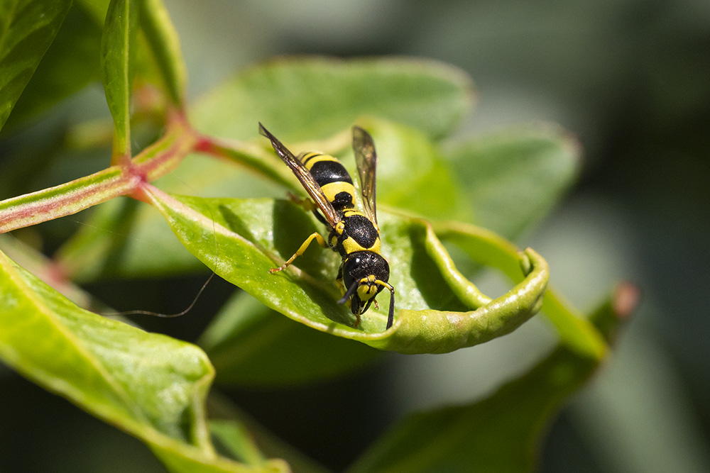 Vespidae Eumeninae: Ancistrocerus longispinosus? Forse pi A. gazella